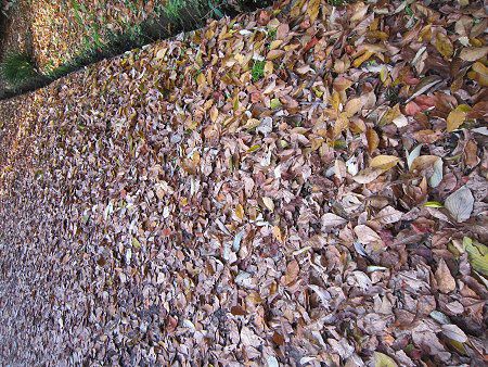東京大学小石川植物園（2010年11月28日）【かぎけんWEB】
