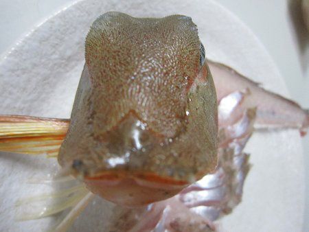 �J�i�K�V�����ʊ�