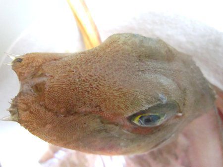 �J�i�K�V���Ί�