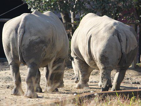 ミナミシロサイ 南白犀 かぎけんweb