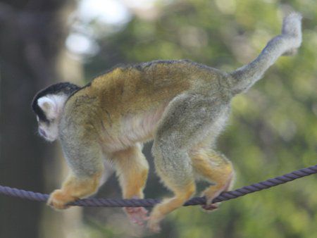 ボリビアリスザル Bolivia栗鼠猿 かぎけんweb