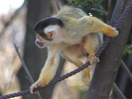 ボリビアリスザル Bolivia栗鼠猿 かぎけんweb