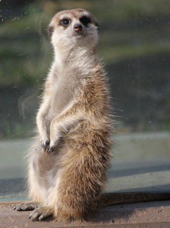 ミーアキャット　4枚 Amazon.co.jp: アニア AS-18 ミーアキャット親子 : おもちゃ