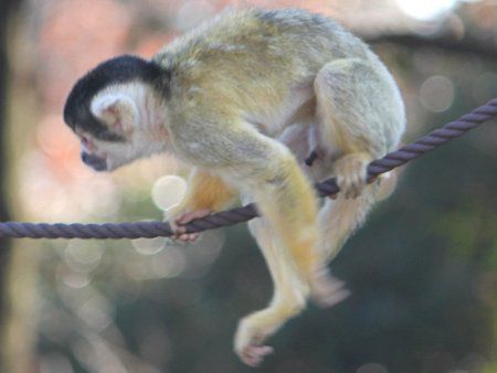 ボリビアリスザル Bolivia栗鼠猿 かぎけんweb