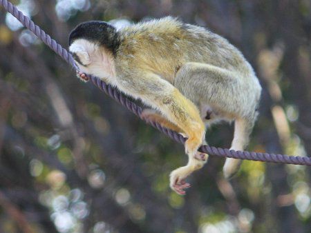 ボリビアリスザル Bolivia栗鼠猿 かぎけんweb