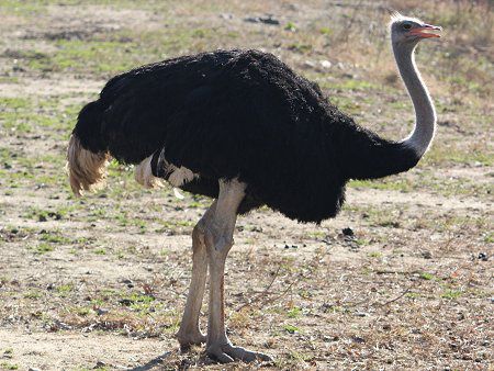 ダチョウ 駝鳥 かぎけんweb