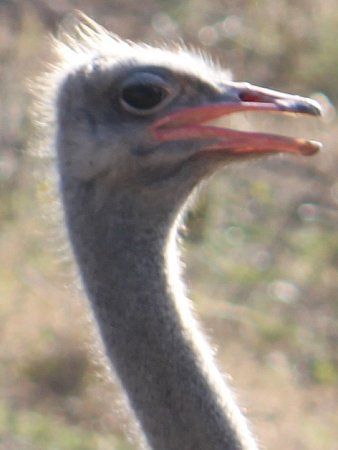 ダチョウ 駝鳥 かぎけんweb