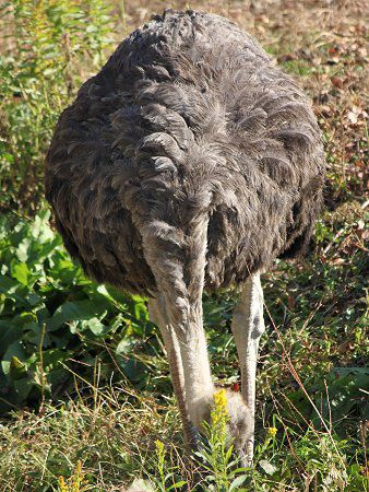 ダチョウ 駝鳥 かぎけんweb