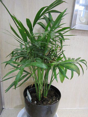 チャメドレア エレガンス Chamaedorea Elegans かぎけんweb チャメドレア エレガンス Chamaedorea Elegans かぎけんweb
