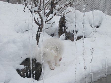 ホッキョクギツネ（北極狐）