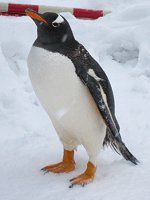 WFc[yM(Gentoo Penguin)