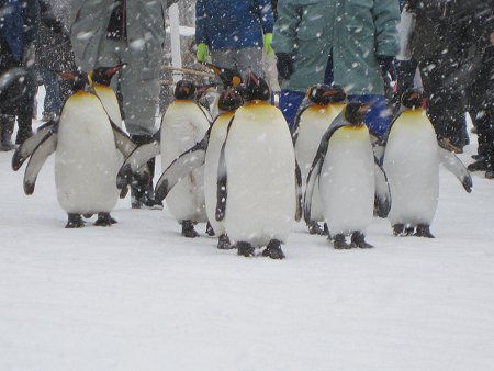 ジェンツーペンギン(Gentoo Penguin)【かぎけんWEB】
