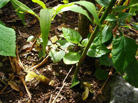 ミョウガ 茗荷 かぎけんweb ミョウガ 茗荷 かぎけんweb