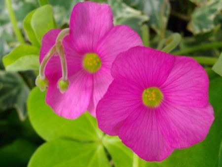 ILUXE{[EB(Oxalis bowiei)