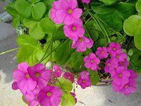 ILUXE{[EB(Oxalis bowiei)