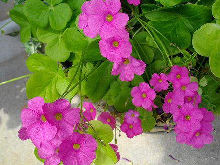 ILUXE{[EB(Oxalis bowiei)