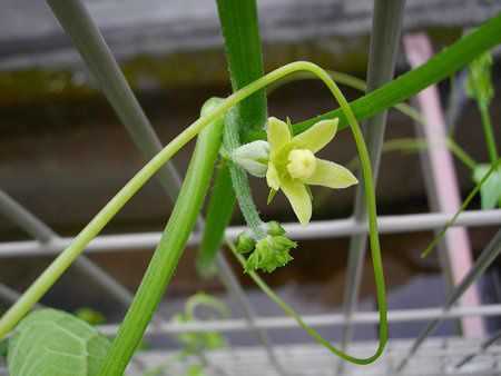 ハヤトウリ 隼人瓜 かぎけんweb