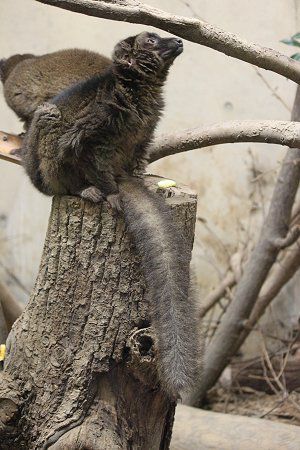 赤茶色をした狐猿｜ブラウンキツネザル（Brown狐猿）【かぎけんWEB】