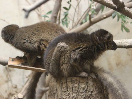 赤茶色をした狐猿｜ブラウンキツネザル（Brown狐猿）【かぎけんWEB】