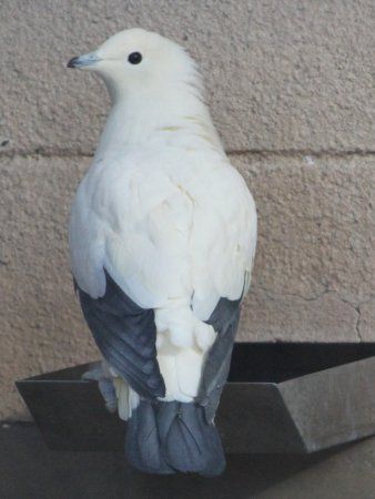 ソデグロバト 袖黒鳩 かぎけんweb ソデグロバト 袖黒鳩 かぎけんweb