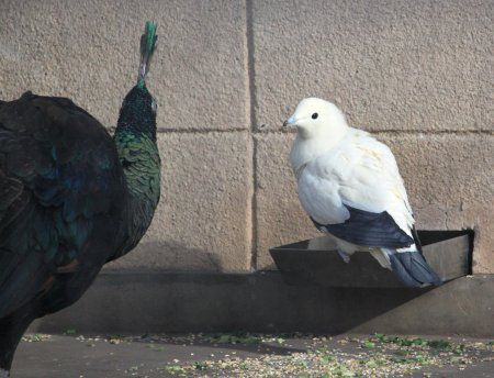 ソデグロバト 袖黒鳩 かぎけんweb ソデグロバト 袖黒鳩 かぎけんweb