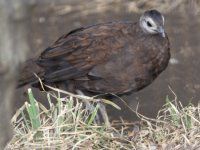 pRNWNiPalawan Ppeacockj