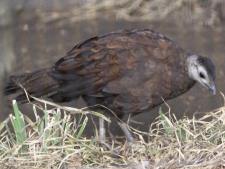 パラワン コクジャク Palawan Ppeacock かぎけんweb パラワン コクジャク Palawan Ppeacock かぎけんweb