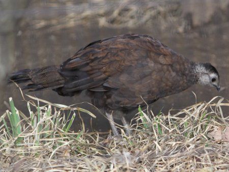 pRNWNiPalawan Ppeacockj