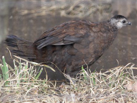 pRNWNiPalawan Ppeacockj