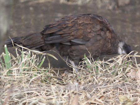 pRNWNiPalawan Ppeacockj
