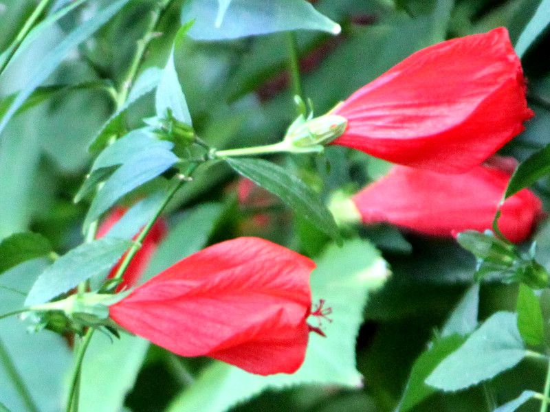 ウナズキヒメフヨウ 首肯き姫芙蓉 かぎけんweb