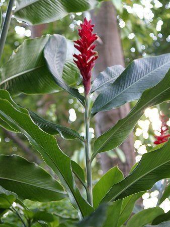 AsjAEvv^iAlpinia purpurata)