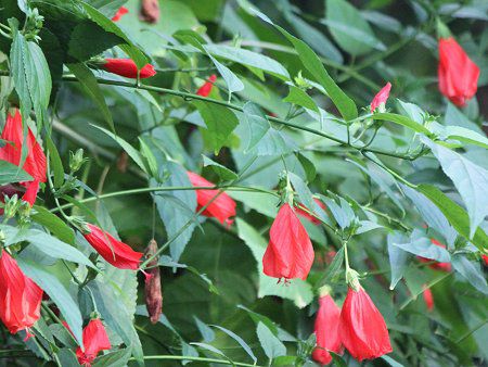 ^[NXLbv(Turk's cap)