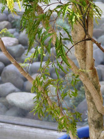 タイワンモミジ 台湾紅葉 かぎけんweb