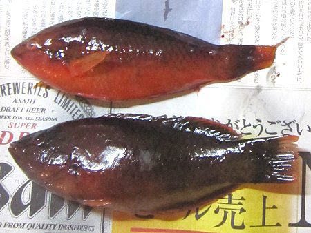 アカササノハベラ 赤笹の葉倍良 かぎけんweb
