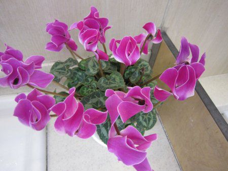 VN(Cyclamen)