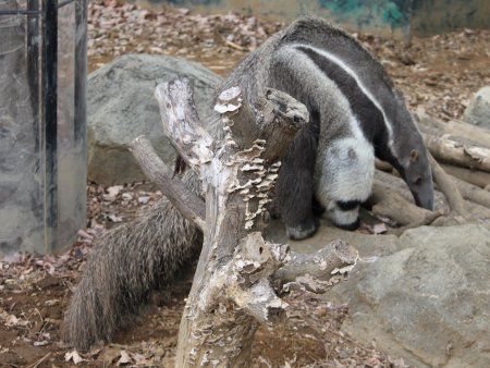 オオアリクイ 大蟻喰い