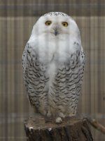 今季ブランド シロフクロウ（白梟)【かぎけんWEB】 その他