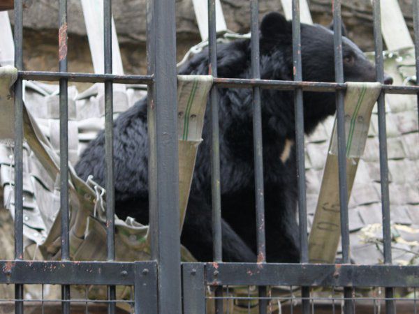 ツキノワグマ（月の輪熊）胸に月模様【かぎけんWEB】