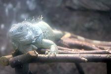 O[COAiiGreen Iguanaj