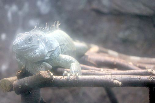 グリーンイグアナ Green Iguana かぎけんweb