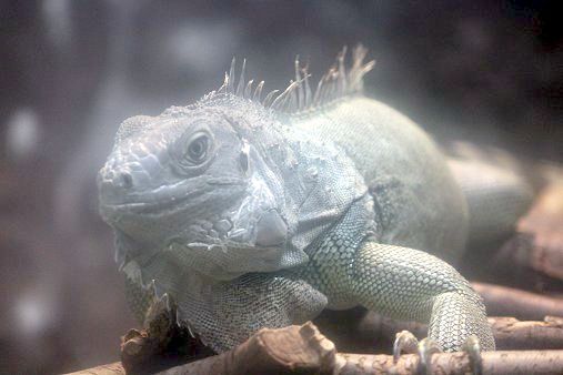 グリーンイグアナ Green Iguana かぎけんweb