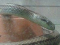しまへび シマヘビ - Wikipedia