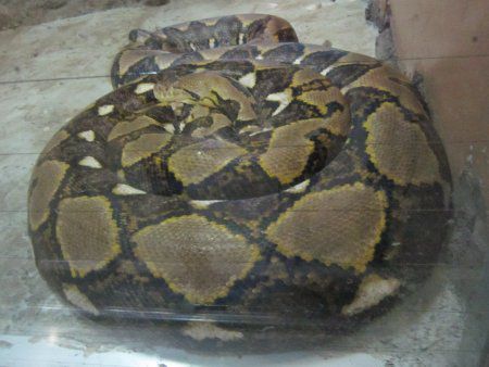 網目ニシキヘビ アミメニシキヘビ（網目錦蛇)【かぎけんWEB】