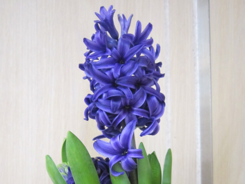 qVX(Hyacinth)