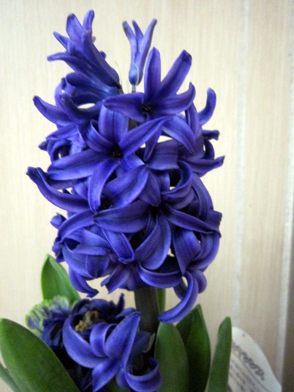 qVX(Hyacinth)