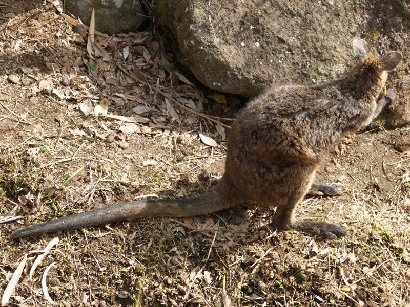 オグロワラビー オグロ Wallaby かぎけんweb オグロワラビー オグロ Wallaby かぎけんweb