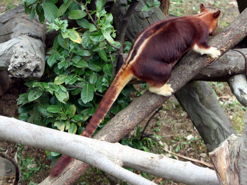 ZXWLm{JK[iwؖؓoKangarooj