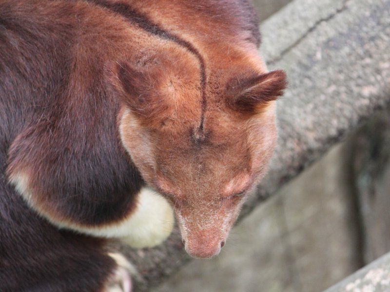 ZXWLm{JK[iwؖؓoKangarooj