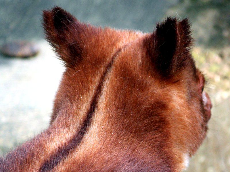 ZXWLm{JK[iwؖؓoKangarooj